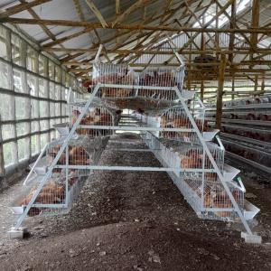 Wholesale Layer Chicken Cage Poultry Farming Equipment 96 Birds 120 Birds from china suppliers