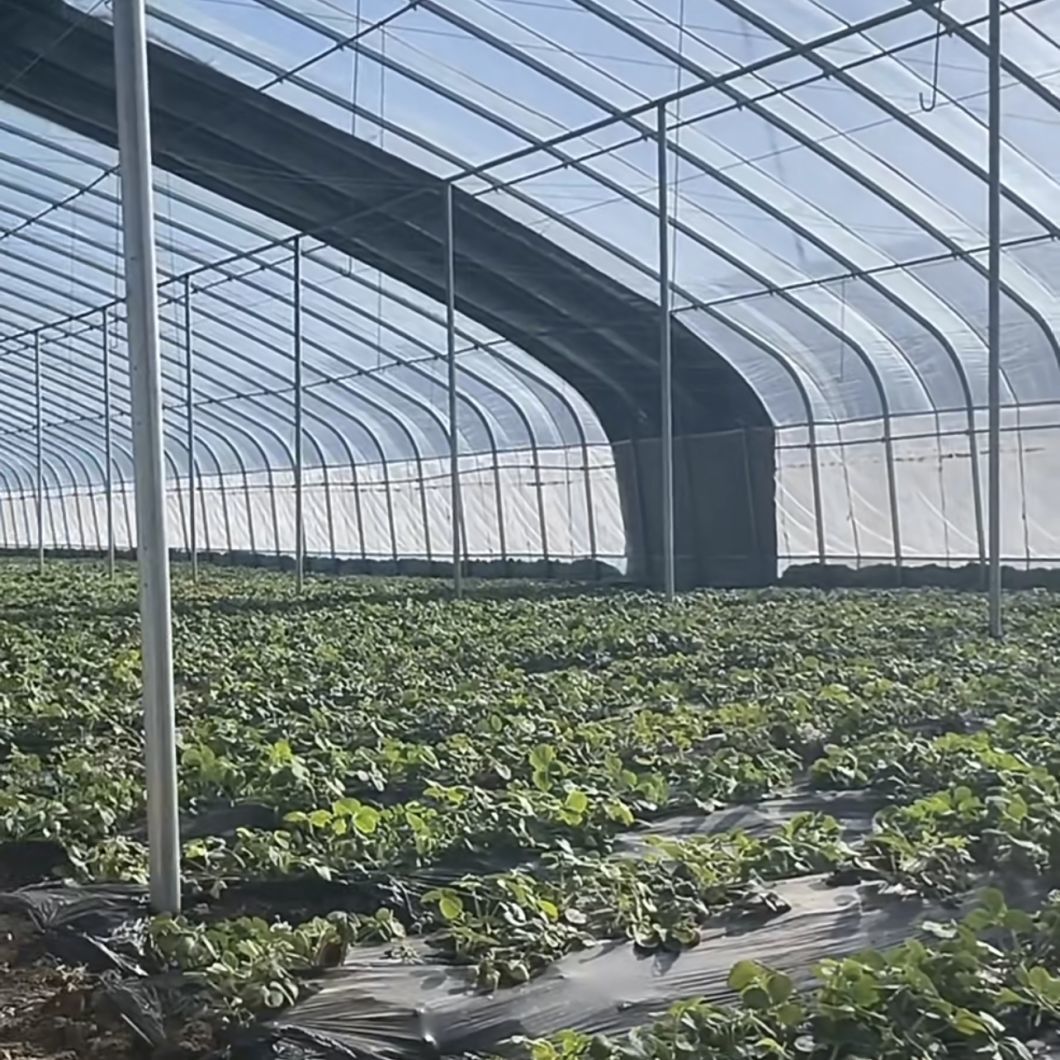 Sunlight Greenhouse Aquaculture Hydroponics Growing System