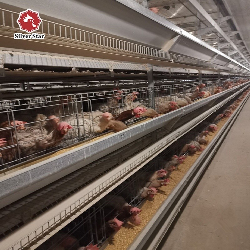 A Type Chicken Animal Cage Complete Poultry Project Farm Equipment 5 Tiers