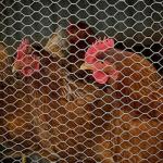 hot sale Rabbit Proof Netting manufacturer