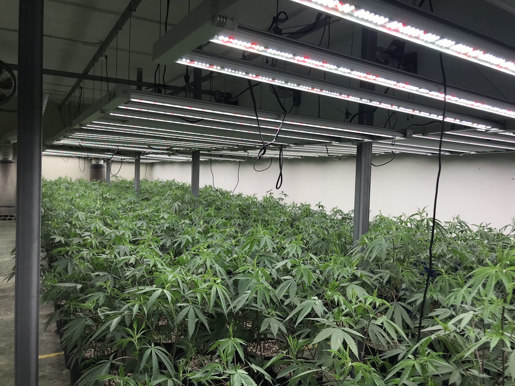 Uv And Ir Horticulture Lamp / Full Spectrum Led Grow Lights For Indoor Plants