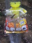 Disposable Fly Trap