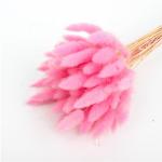 Customized Color Eternal Beautiful Dried Flowers Rabbit Tail Grass Lagurus