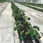 White Woven Cloth Ground Cover Net Weed Control Fabric Anti Grass Cloth