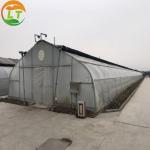 Transparent Agricultural Greenhouse for Mushroom Farming Length 30-100m or