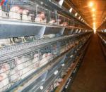5 Tiers 6 Tiers Poultry Layer Cage H Type Animal Feeding Chicken Metal Cage