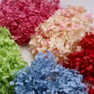 Wholesale Beautiful multicolored Preserved Flower Hydrangea Bouquet Wholesale Preserved Foliage Preserved Big Leaf from china suppliers