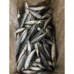 Fresh Healthy IQF Horse Mackerel 160 - 180pcs/ctn Frozen Fishing Bait