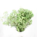 Home Decorations Everlasting Beautiful Dried Flowers Babys breath Preserved