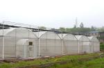 150/200 Micro Covering PE Multi Span Film Greenhouse For Tomato Farming In