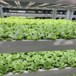 Steel Structure Leafy Vegetable Container Greenhouse Roofing for Customer
