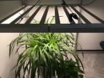 Cool White 1696PCS Chips 680watt LED Herb Grow Light