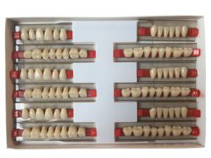 Wholesale Acrylic Resin Denture Teeth Set Repair Surfaces 2 Layers Super Hard Synthetic Dental Teeth from china suppliers