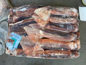 Wholesale BQF 200G 300G Whole Round Fresh Frozen Illex Squid from china suppliers