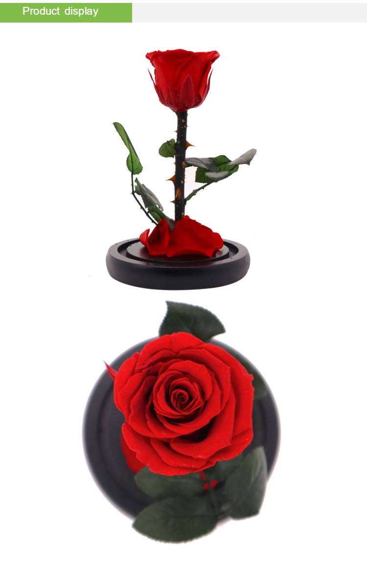 Preserved Red Rose In A Glass Dome Delicate Decoration For Home / Indoor