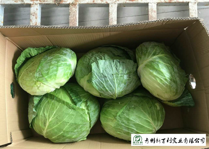 Own Plantation Sweet Fresh Green Cabbage , Delicious Small Head Cabbage