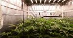 Cool White 1696PCS Chips 680watt LED Herb Grow Light