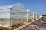 150/200 Micron Plastic Film Multi Span Greenhouse For Vegetable And Flower