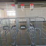 OEM ODM Piggery Farm Equipment Gestation Pens For Sows Rear Door Design