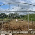 Tunnel Plastic Greenhouse Galvanized Steel Frame Pe Film Greenhouse Single Span