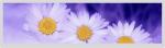 19 Inch Bar Type Lcd 1920x360 Ultra Wide Stretched Lvds Interface 30 Pins