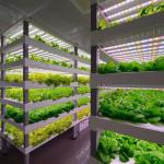 Tingzhou Juxiang Fully Automatic Hydroponic Growing System for Vegetable Fruits