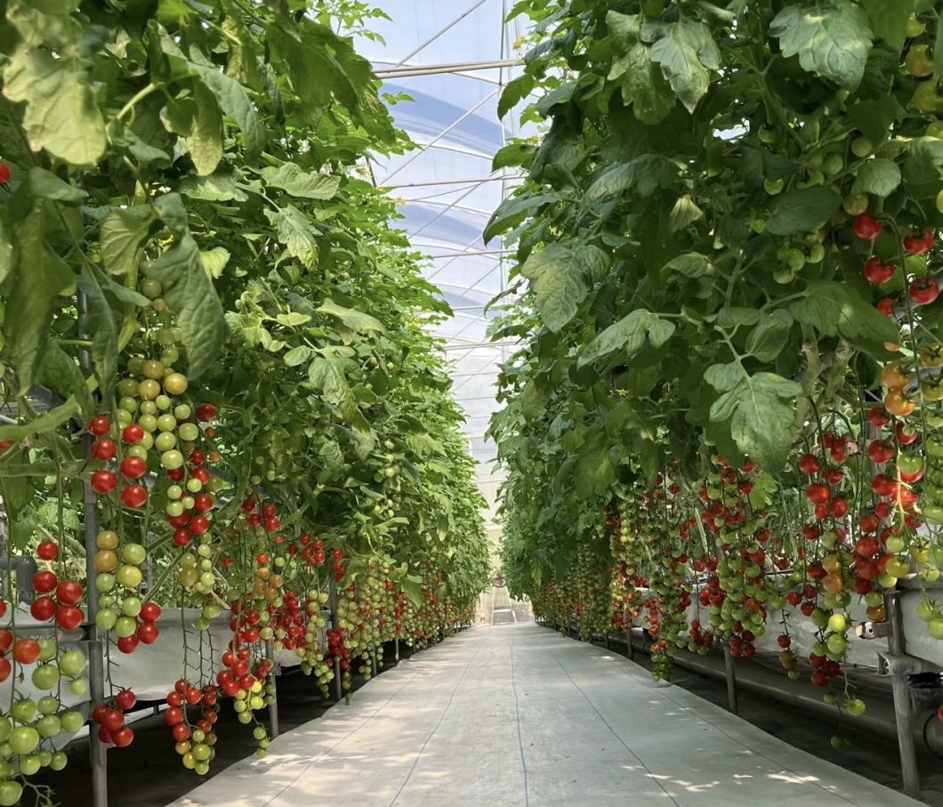 Greenhouse Suitable for Soilless Cultivation of Vegetables and Fruits