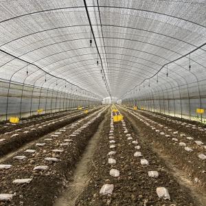 Wholesale Side Ventilation Plastic Film Low Tunnel Greenhouse Single Span For Mushroom Growing from china suppliers