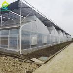 Tropical Climate Poly Tunnel Multi Span Sawtooth Agricultural Film Greenhouse