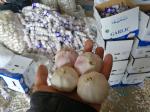 Garlic to Senegal