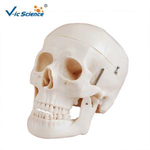 Wholesale Deluxe Anatomical Skeleton Model Skull Style D Medical Plastic Skull Anatomy VIC-104D from china suppliers