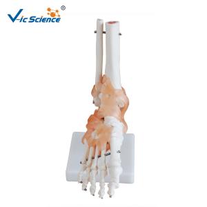 Wholesale Life - Size Anatomically Correct Skeleton Foot Joint And Hand Models from china suppliers