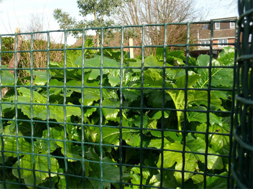 Dark Green Plastic Garden Fence Knitted HDPE With UV Resistant 20*20mm Mesh