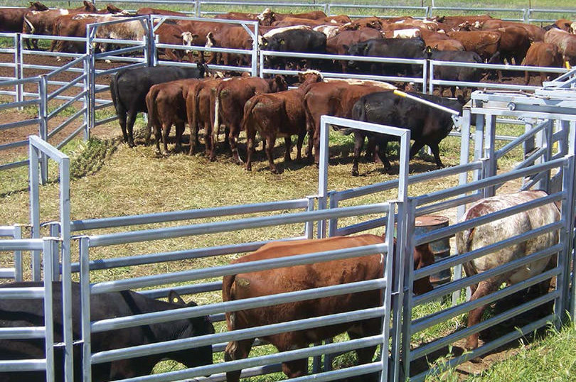 Goat Sheep Farm Corral Panels CE ISO PE Coated Stainless Steel Galvanized Livestock Panels