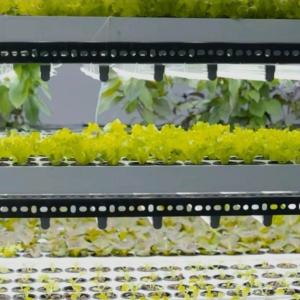 Wholesale Commercial Greenhouse Hydroponic Vertical Farming Container from china suppliers