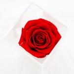 Red Preserved Rose Flower Bring Soft And Delicate Detail For Anniversary Gift