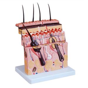 Wholesale 70 X Enlarged Medical Human 3D Skin Anatomy Model Training Skin Model from china suppliers