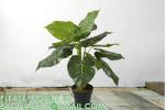 Fake Colocasia Esculenta, Plastic variegata artificial Taro, Subtropics Faux