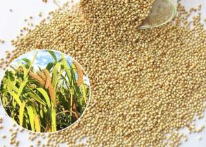Wholesale Yellow Broomcorn Millet Small Bird Food Original Flavor For Canary Bird from china suppliers