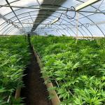 Plastic Film Automated Led Grow Light Deprivation Greenhouse For Indoor Medical