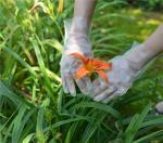 Waterproof Gardening Disposable TPE Gloves For Cleaning