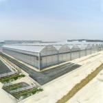 Solar Polycarbonate Sheet Greenhouse / Agricultural PC Sheet Greenhouse