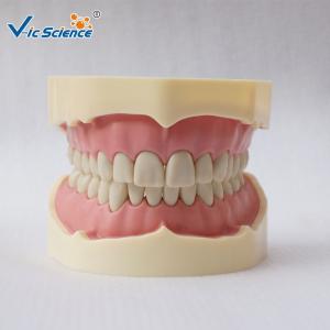 Wholesale PVC Study Models In Dentistry Without Articulator VIC-A5-01 Copy Soft Gum 28pcs Big Frasaco Type from china suppliers