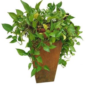 Wholesale Outside Garden Metal Flower Pot Rusty Corten Steel Tapered Planter Box from china suppliers
