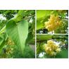 Buy cheap Qualified Tilia Cordata Extract, Linden flower Extract, 10:1 TLC, Flavones 0.5%, from wholesalers
