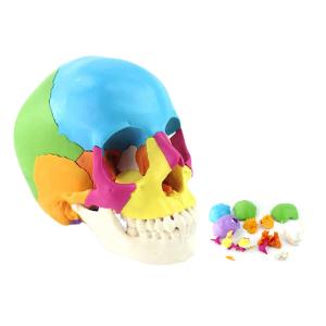 Wholesale Adult Osteopathic Cranial Anatomical Skeleton Model Disarticulated Human Skull 22 Part from china suppliers