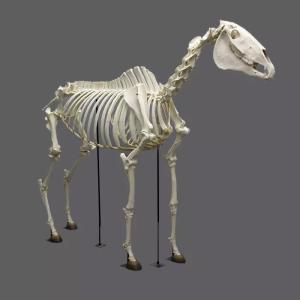 Wholesale Life Size Dinosaur Skeleton Replica Fossils Waterproof / Sunproof from china suppliers