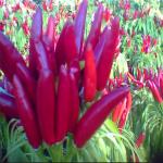 Colourful And Flavourful Dark Red Bullet Single Herbs Spices