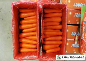Wholesale Own Plantation Fresh Chinese Carrot No Stain For Frozen Vegetable Factory from china suppliers