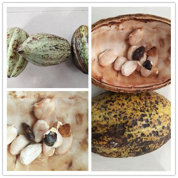 cocoa pod removing machine,cocoa pod cutting machine,cocoa pod splitting machine,fresh cocoa shelling machine